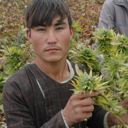 cannabisfarmer.jpg